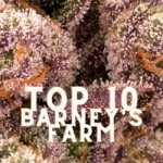 Top 10 Barneys Farm Taste Story Price Seeds