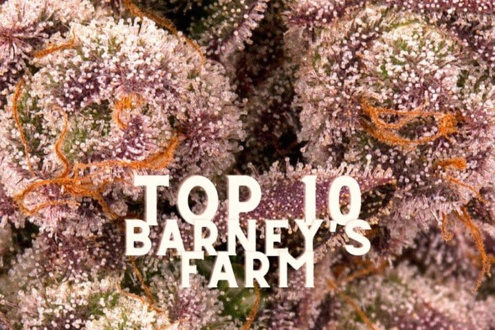 Top 10 Barneys Farm Taste Story Price Seeds