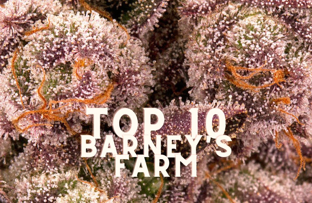 Top 10 Barneys Farm Taste Story Price Seeds