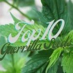 Top 10 Best Guerrilla Cannabis Seeds Varieties Strains