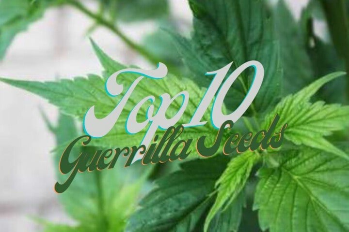 Top 10 Best Guerrilla Cannabis Seeds Varieties Strains