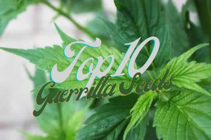 Top 10 Best Guerrilla Cannabis Seeds Varieties Strains