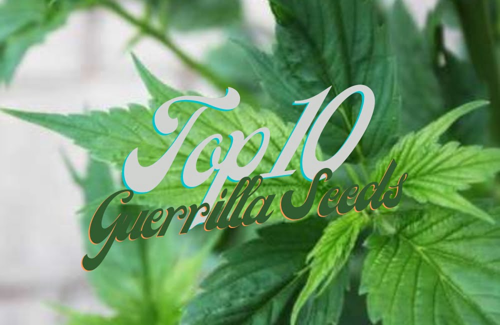 Top 10 Best Guerrilla Cannabis Seeds Varieties Strains