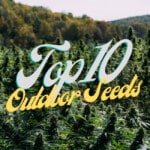 Top 10 Best Outdoor Cannabis Seeds Varieties Strains