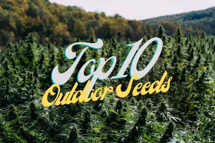 Top 10 Best Outdoor Cannabis Seeds Varieties Strains