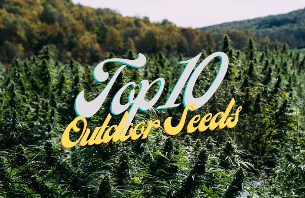 Top 10 Best Outdoor Cannabis Seeds Varieties Strains