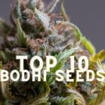 Top 10 Bodhi Seeds Taste Story Price Seeds