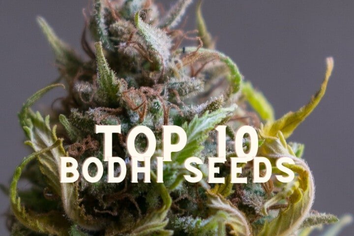 Top 10 Bodhi Seeds Taste Story Price Seeds