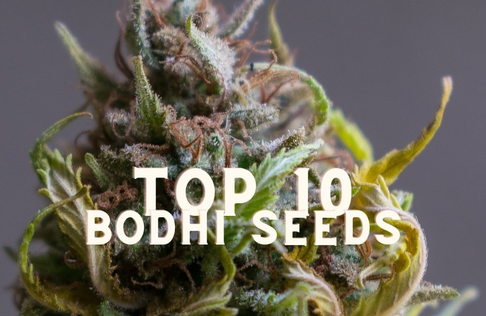 Top 10 Bodhi Seeds Taste Story Price Seeds
