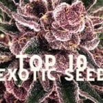 Top 10 Exotic Seed Taste Story Price Seeds