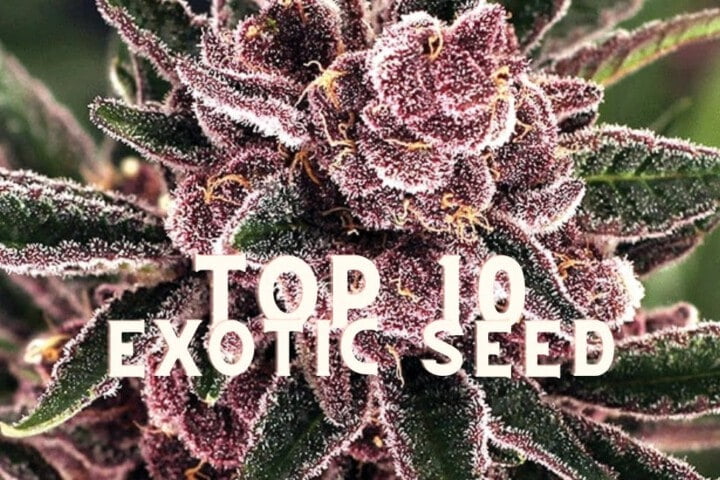 Top 10 Exotic Seed Taste Story Price Seeds