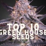 Top 10 Green House Seeds Taste Story Price Seeds