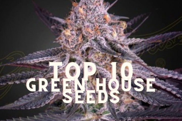 Top 10 Green House Seeds Taste Story Price Seeds