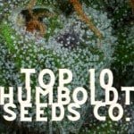 Top 10 Humboldt Seeds Company Taste Story Price Seeds