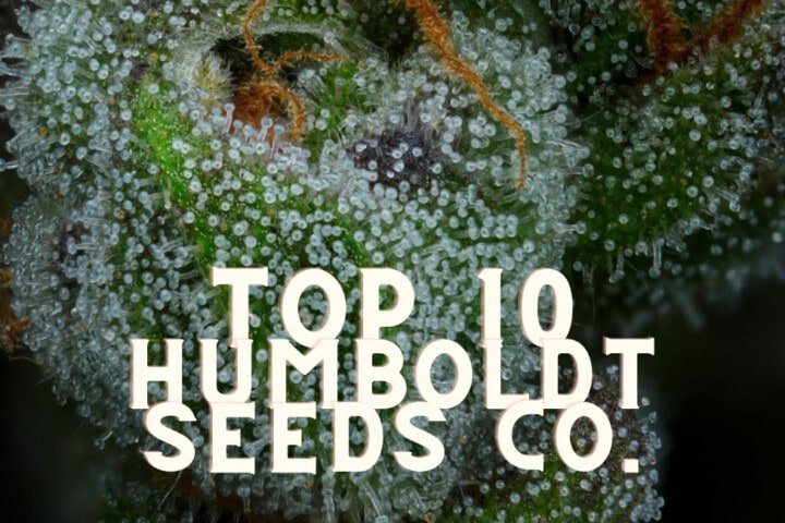 Top 10 Humboldt Seeds Company Taste Story Price Seeds