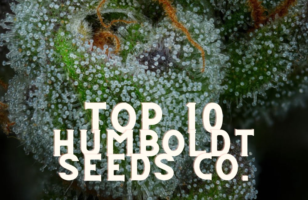 Top 10 Humboldt Seeds Company Taste Story Price Seeds