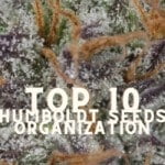 Top 10 Humboldt Seeds Organization Taste Story Price Seeds