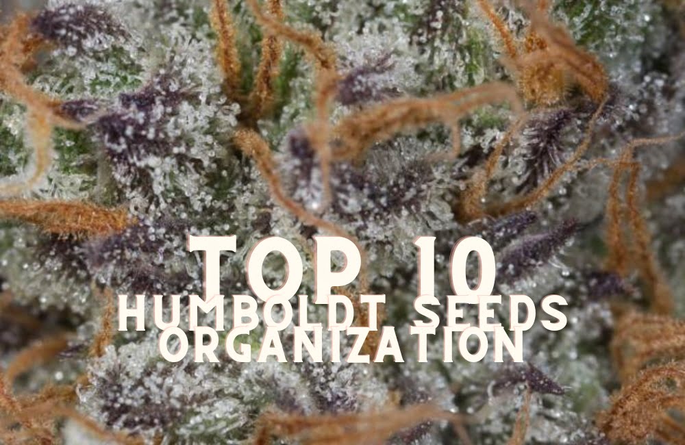 Top 10 Humboldt Seeds Organization Taste Story Price Seeds