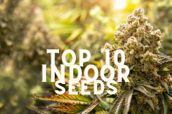 Top 10 Indoor Cannabis Seeds