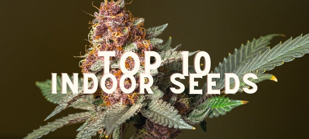 Top 10 Indoor Seeds Cannabis Weed Marijuana