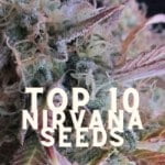 Top 10 Nirvana Seeds Taste Story Price Seeds (1)