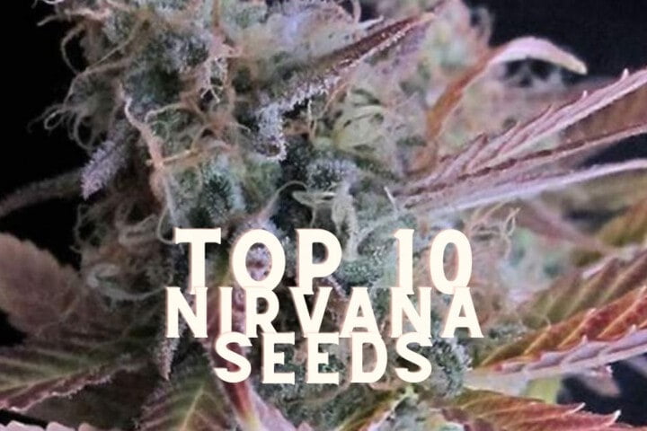 Top 10 Nirvana Seeds Taste Story Price Seeds (1)