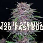 Top 10 Seeds Strains 420 Fast Buds Cannabis Marijuana Weed