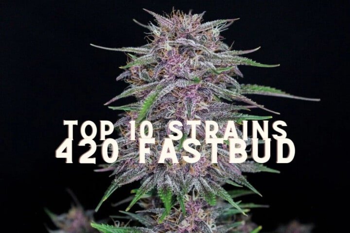 Top 10 Seeds Strains 420 Fast Buds Cannabis Marijuana Weed