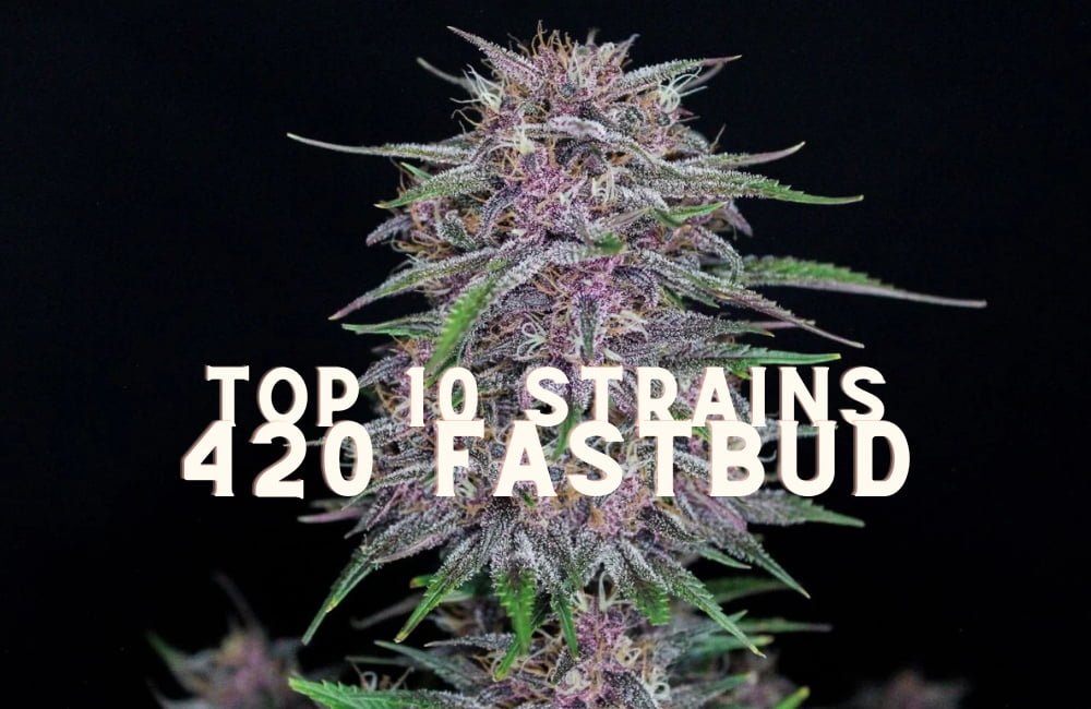 Top 10 Seeds Strains 420 Fast Buds Cannabis Marijuana Weed