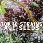 Top 10 Seeds Strains Ace Seeds Cannabis Marijuana Weed