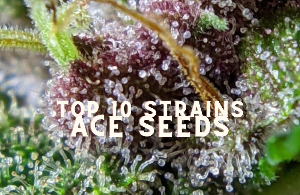 Top 10 Seeds Strains Ace Seeds Cannabis Marijuana Weed