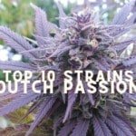 Top 10 Seeds Strains Dutch Passion Cannabis Marijuana Weed