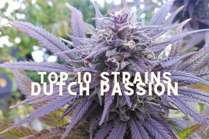 Top 10 Seeds Strains Dutch Passion Cannabis Marijuana Weed