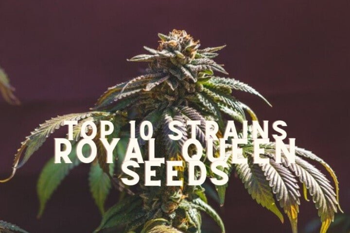 Top 10 Seeds Strains Rqs Royal Queen Seeds Cannabis Marijuana Weed