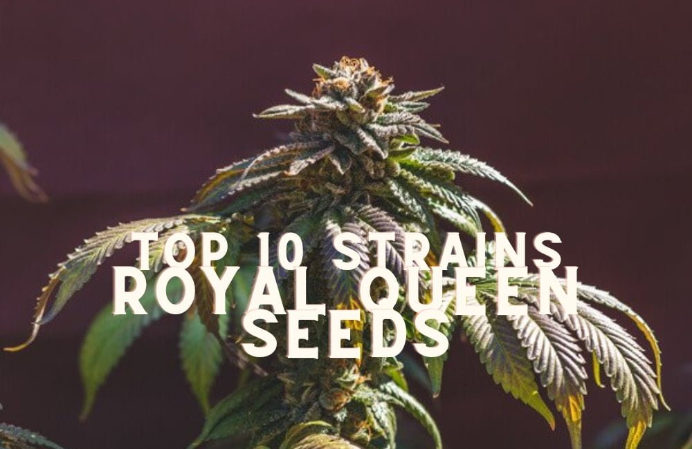 Top 10 Seeds Strains Rqs Royal Queen Seeds Cannabis Marijuana Weed
