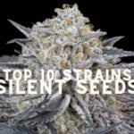 Top 10 Seeds Strains Silent Seeds Cannabis Marijuana Weed (1)