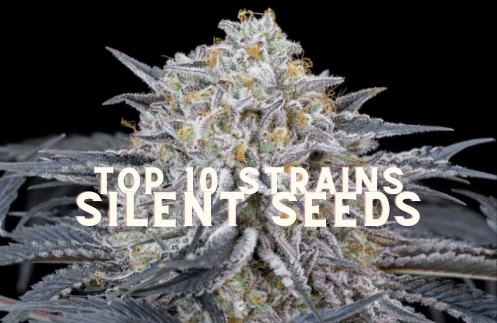 Top 10 Seeds Strains Silent Seeds Cannabis Marijuana Weed (1)