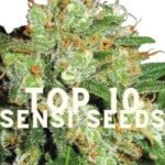 Top 10 Sensi Seeds Taste Story Price Seeds