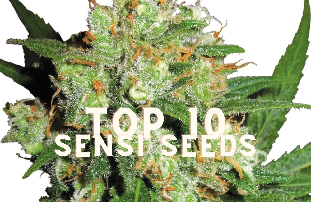Top 10 Sensi Seeds Taste Story Price Seeds