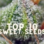 Top 10 Sweet Seeds Taste Story Price Seeds