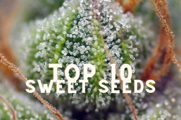 Top 10 Sweet Seeds Taste Story Price Seeds