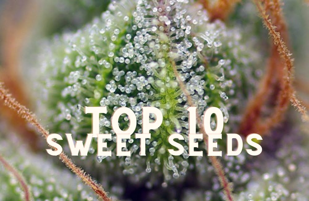 Top 10 Sweet Seeds Taste Story Price Seeds