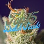 Top 15 Best Dutch Cannabis Seeds Varieties Strains