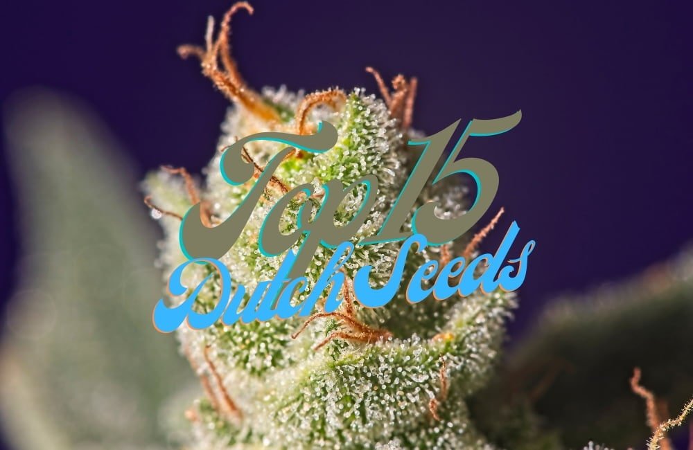 Top 15 Best Dutch Cannabis Seeds Varieties Strains