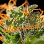 Top 15 Best Spain Cannabis Seeds Varieties Strains