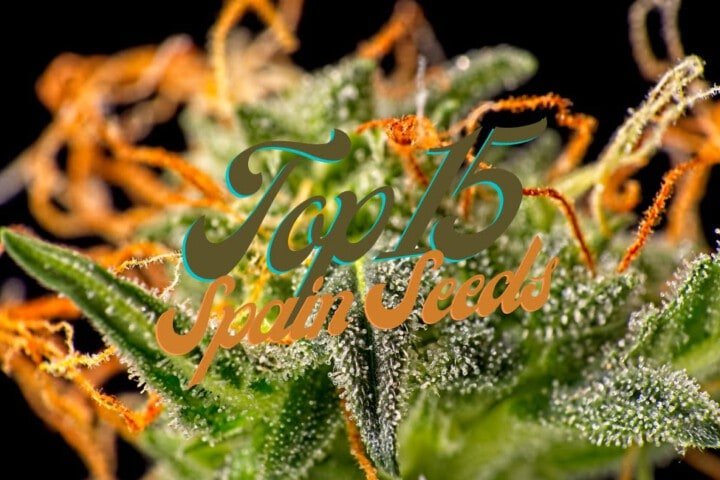 Top 15 Best Spain Cannabis Seeds Varieties Strains