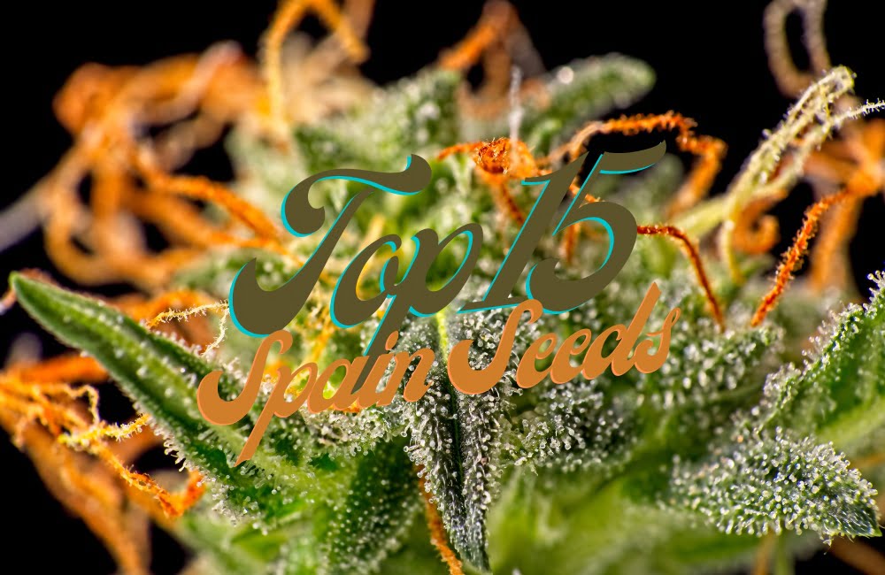 Top 15 Best Spain Cannabis Seeds Varieties Strains