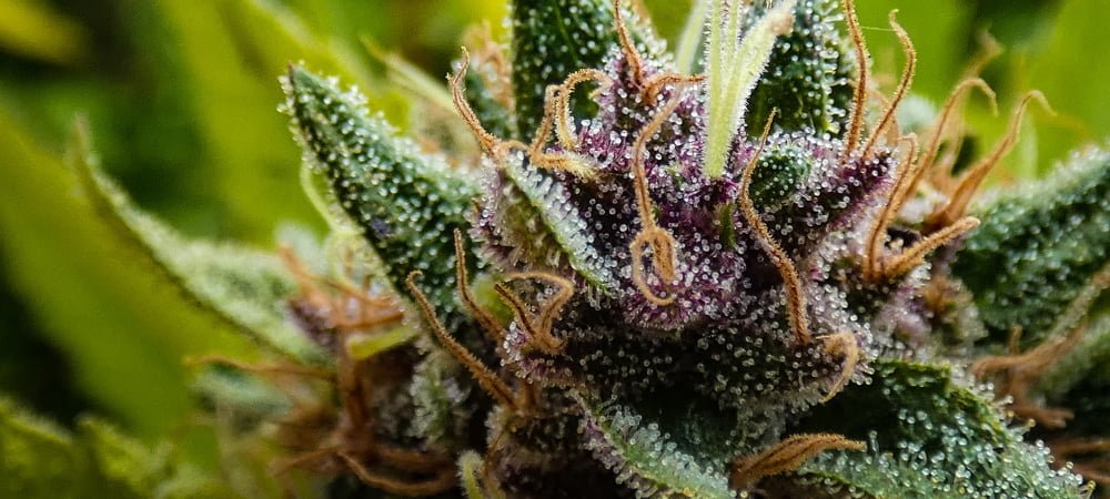 Top 15 Best Spanish Cannabis Weed Varieties Seeds