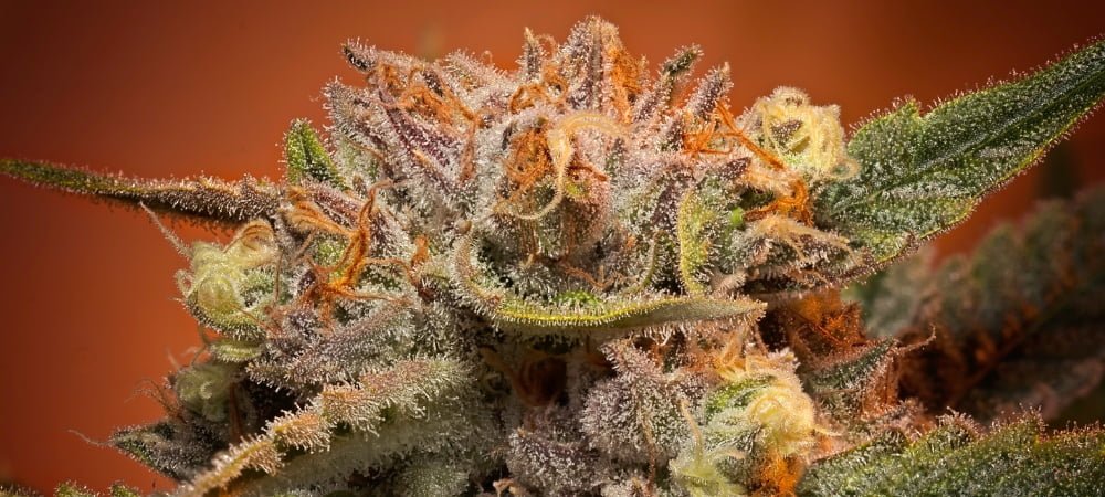 Top 15 Best Spanish Cannabis Weed Varieties Seeds