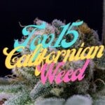 Top 15 Cali Cannabis Seeds